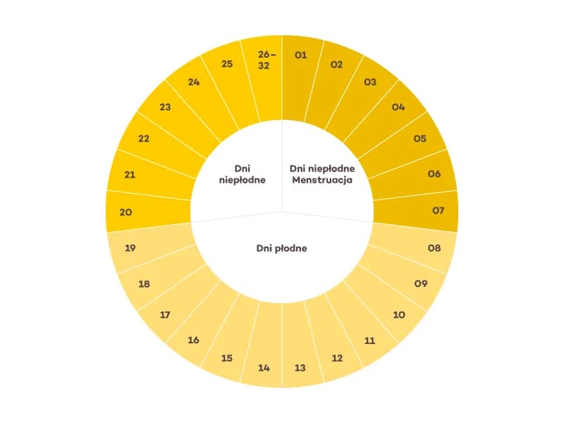Kiedy występuje owulacja w cyklu 24 dni? Sprawdź swoje dni płodne
