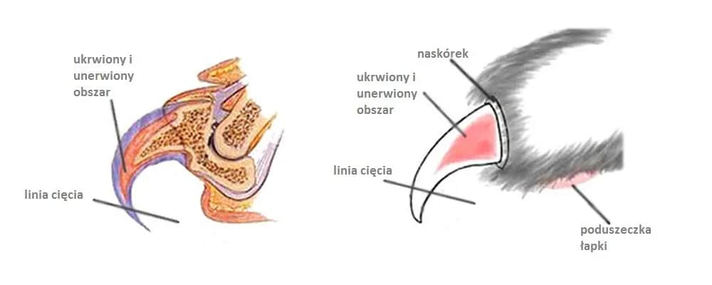 Czy kotom obcina się paznokcie? Jak to zrobić bezpiecznie i dlaczego warto